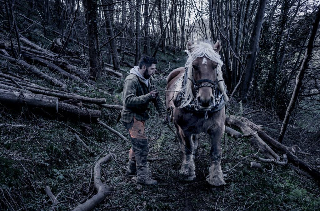 Horseman and horse drag felled trees from forest