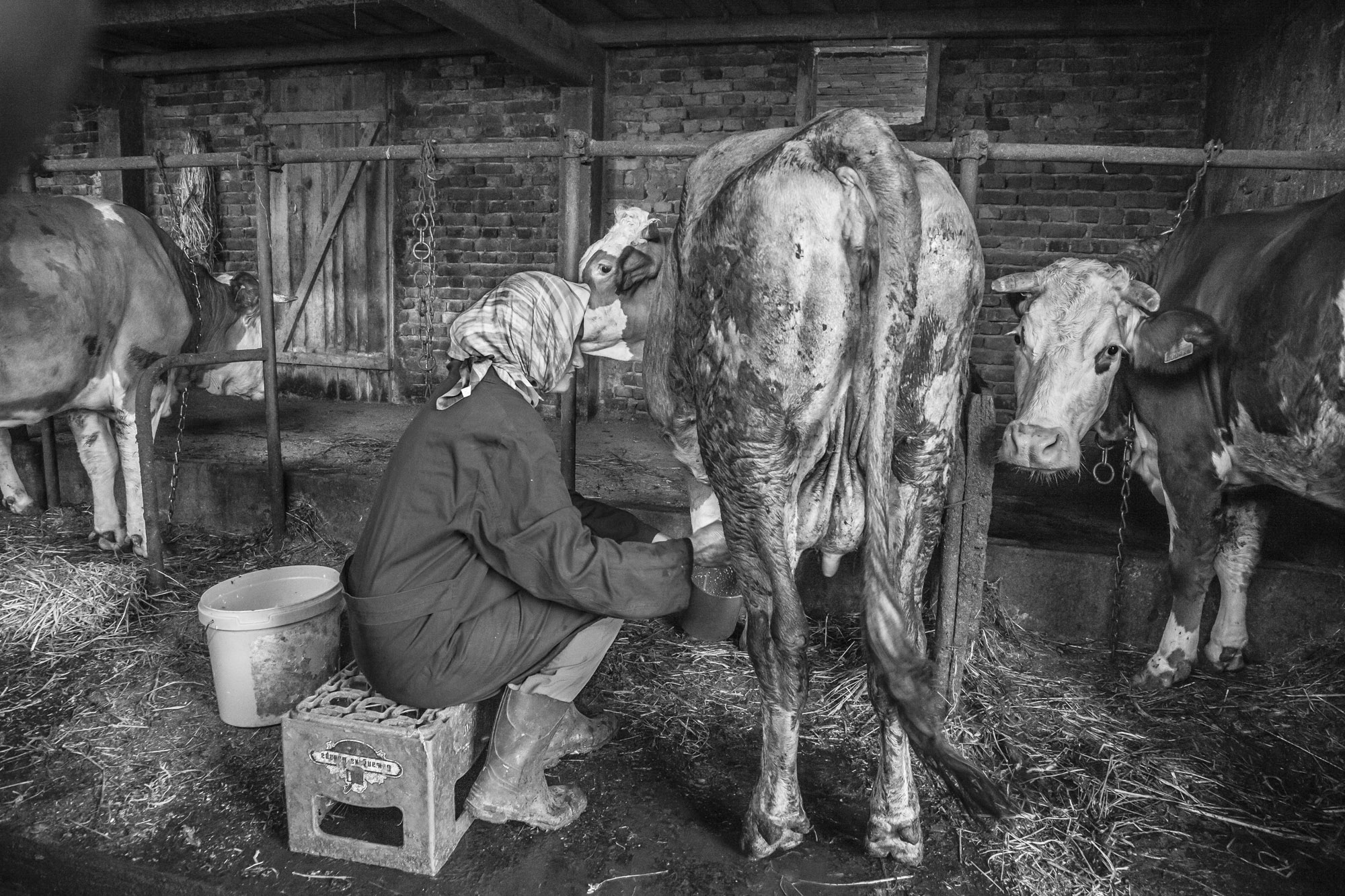 13. cheese maker milking her cows
