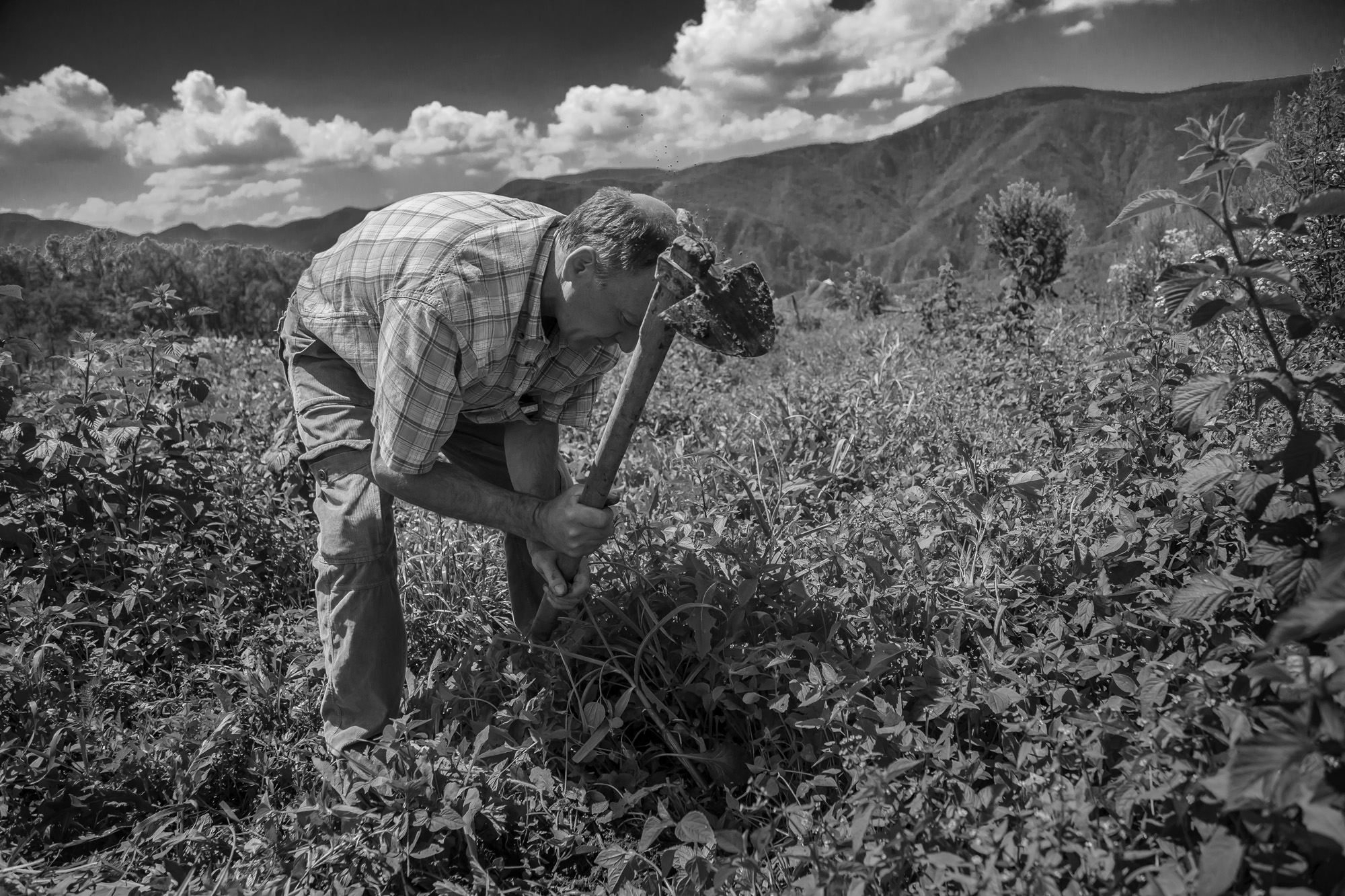 5. Bato, farmer and cook, harvesting his organic vegetables