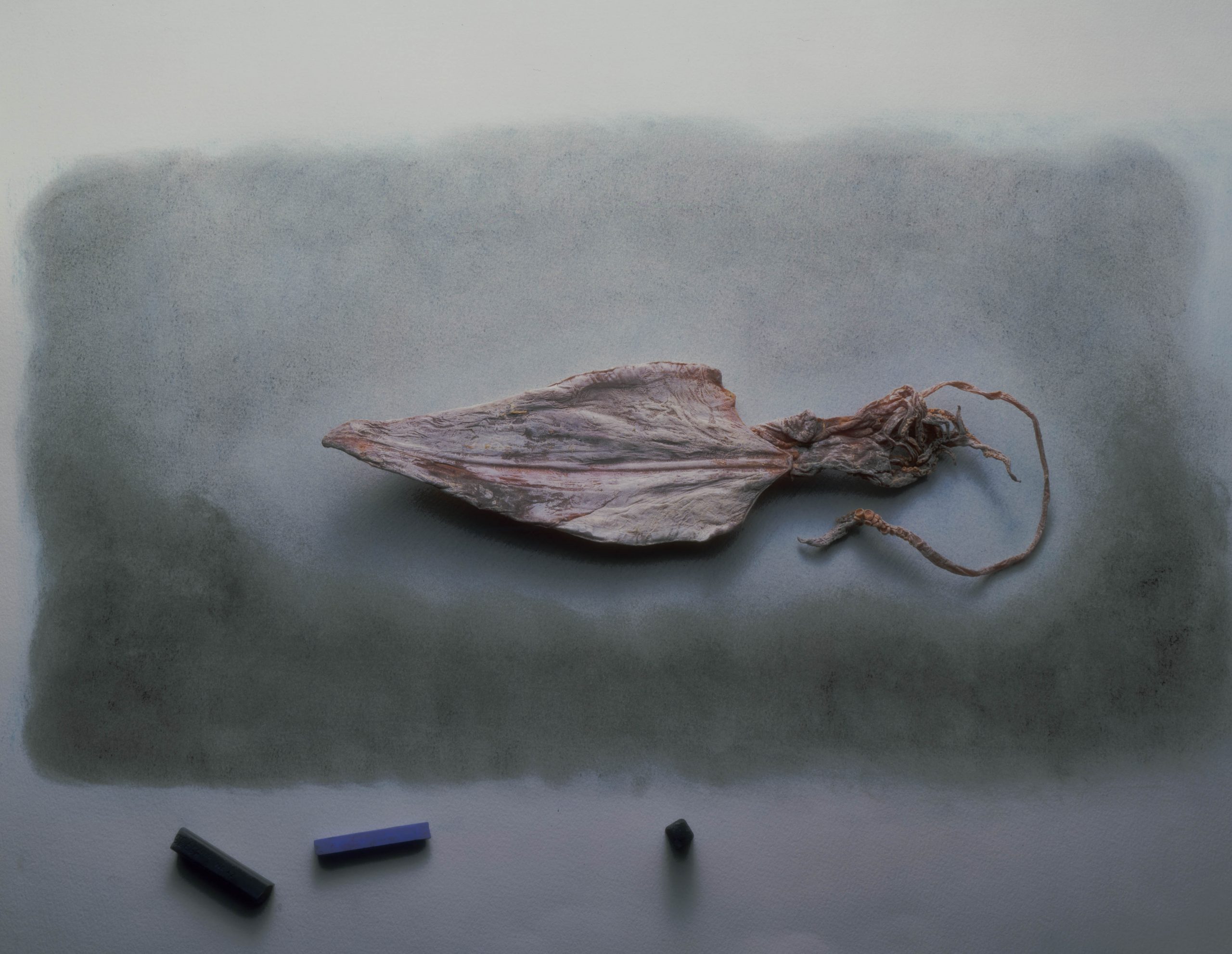 8 dried squid and pastels