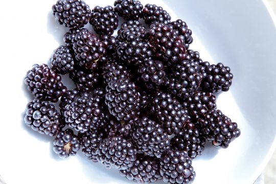 9 early English blackberries in a white bowl